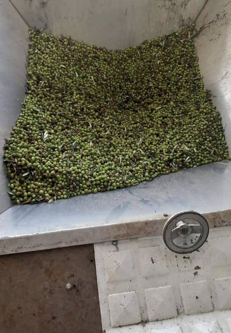 Sıkıma hazır, makineye dökülmüş yeşil Bayramiç zeytinleri
